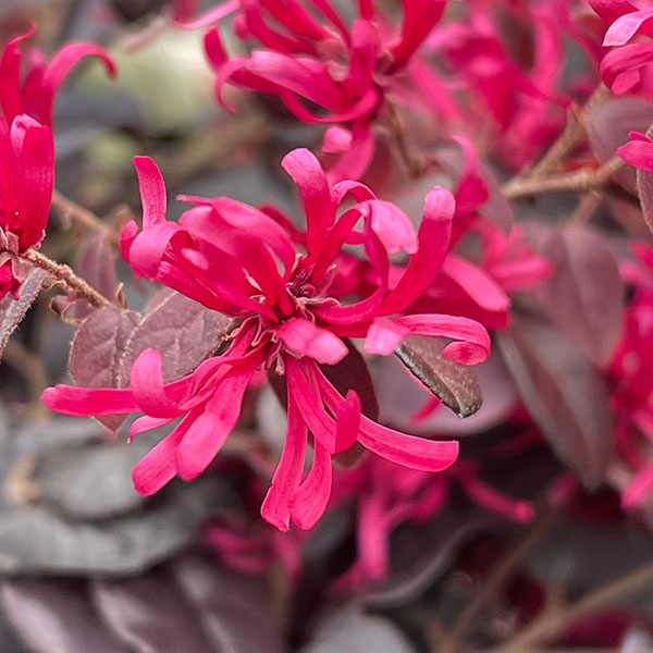 トキワマンサク：黒美人4号ポット