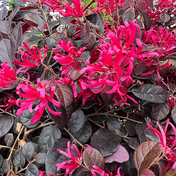 トキワマンサク：黒美人4号ポット