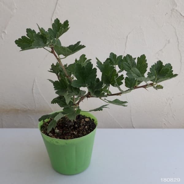 グーズベリー3～3.5号ポット