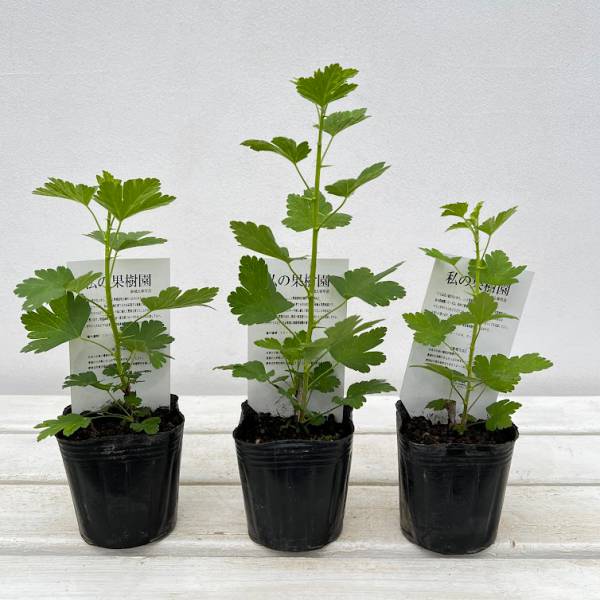 グーズベリー3～3.5号ポット の通販 | 園芸ネット