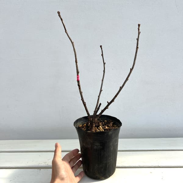 カシス：白フサスグリ（ホワイトカーラント）3-3.5号ポット