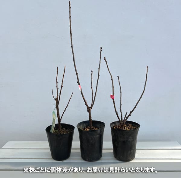 カシス：白フサスグリ（ホワイトカーラント）3-3.5号ポット