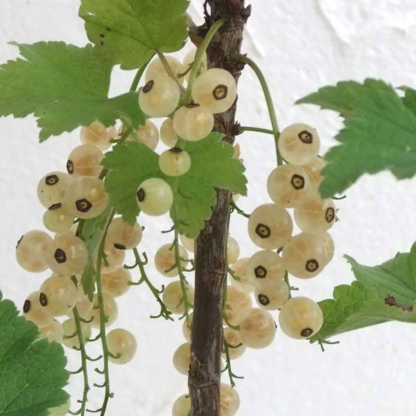 カシス:白フサスグリ(ホワイトカーラント)4~5号ポット**