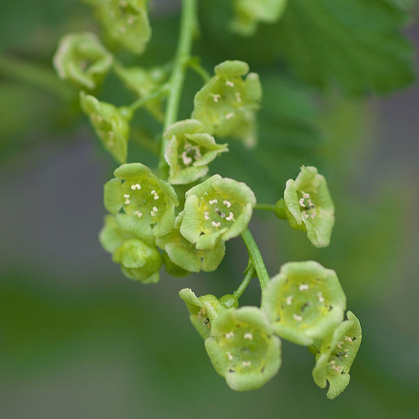 カシス:白フサスグリ(ホワイトカーラント)4~5号ポット**