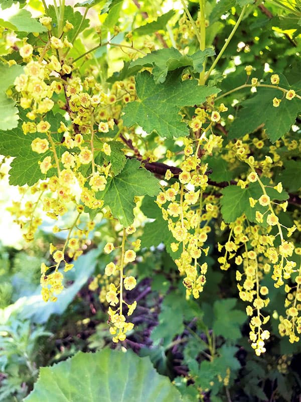 カシス:白フサスグリ(ホワイトカーラント)4~5号ポット**