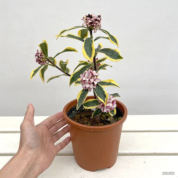 ジンチョウゲ（沈丁花）：深覆輪種（前島）4～4.5号ポット