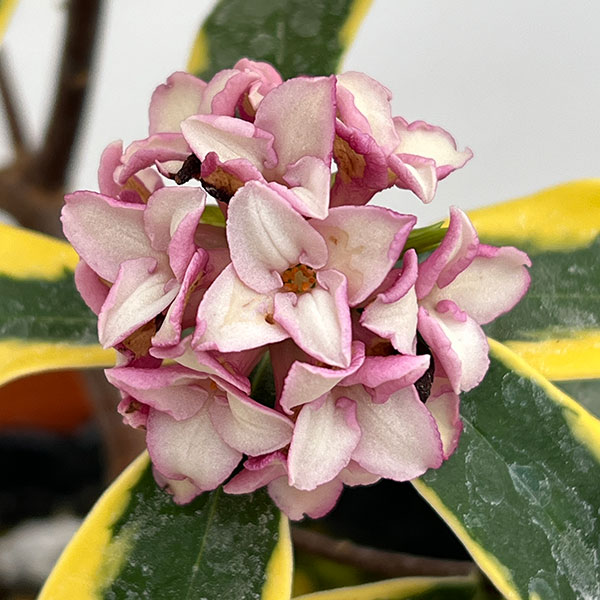 ジンチョウゲ（沈丁花）：深覆輪種（前島）4～4.5号ポット