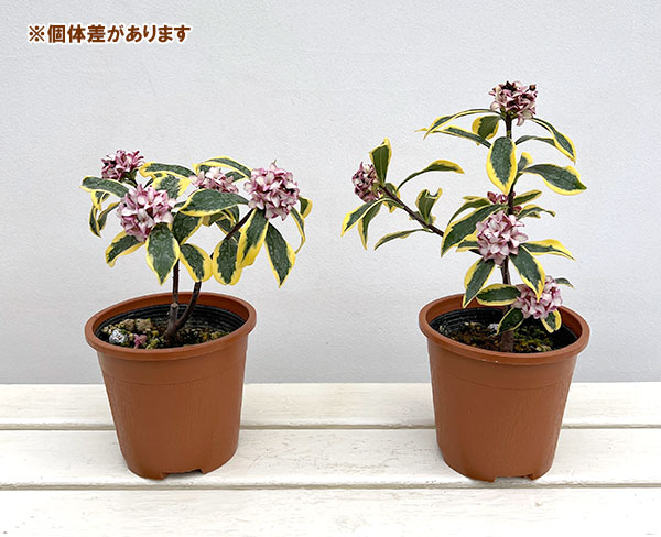 ジンチョウゲ（沈丁花）：深覆輪種（前島）4～4.5号ポット