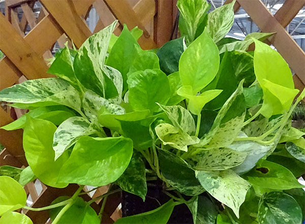 ポトス3種ミックス植え5号鉢植え