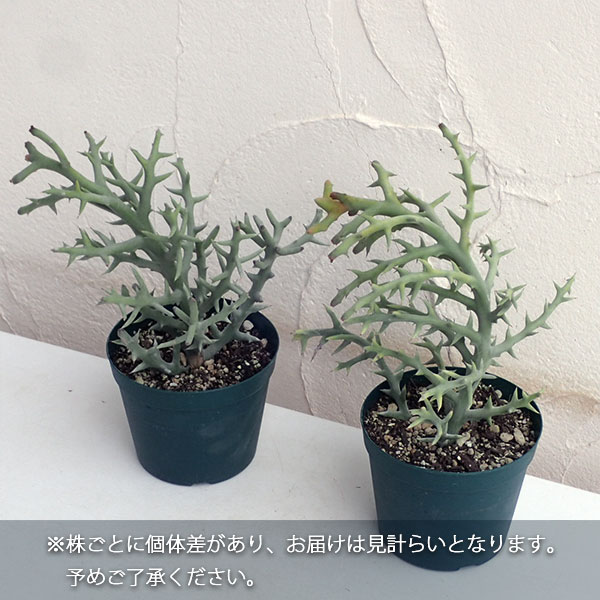 観葉植物　ステノクラータ 園芸ネット本店｜ユーフォルビア ステノクラータ（トナカイキリン）4号