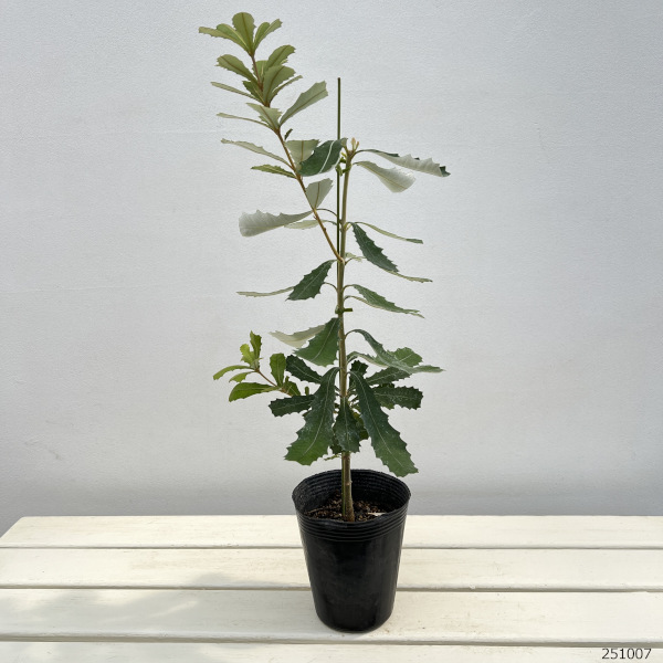 バンクシア：インテグリフォリア4号ポット