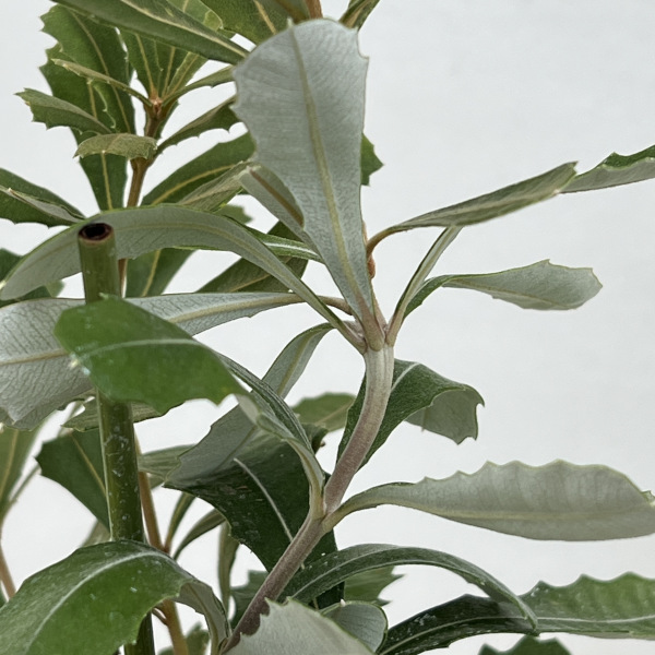 バンクシア：インテグリフォリア4号ポット