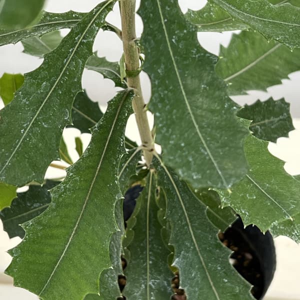 バンクシア：インテグリフォリア4号ポット