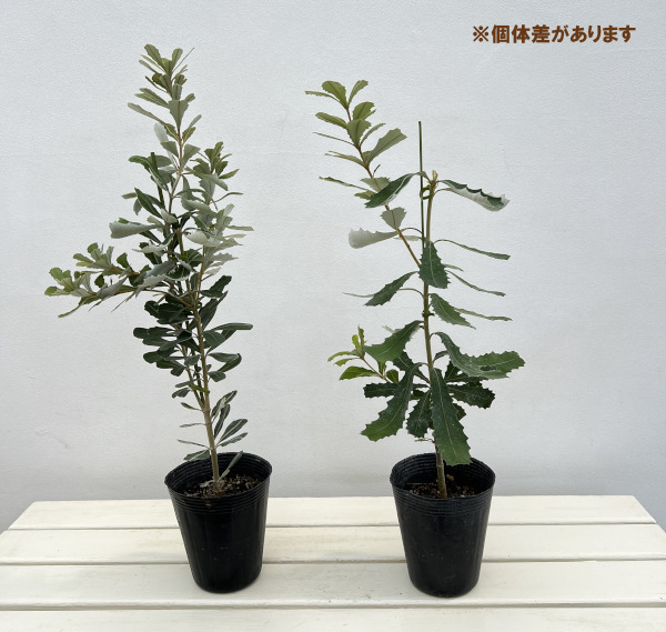 バンクシア：インテグリフォリア4号ポット