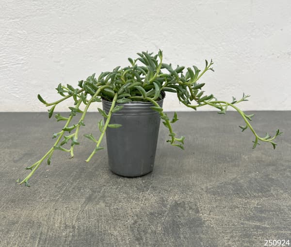 ドルフィンネックレス2.5号ポット苗