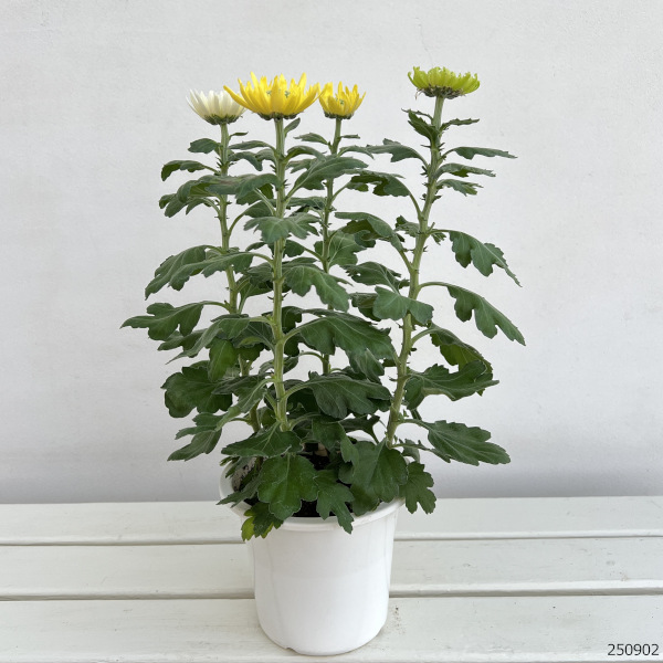 キク（ポットマム）：アナスタシア花色ミックス5号鉢植え