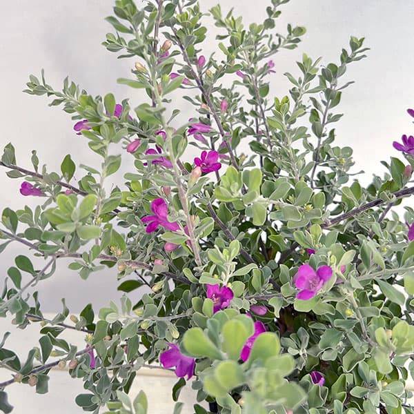 レウコフィルム 5号ポット