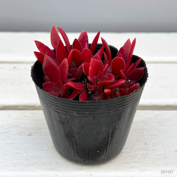 クラッスラ:紅葉祭り(もみじまつり)2.5号ポット