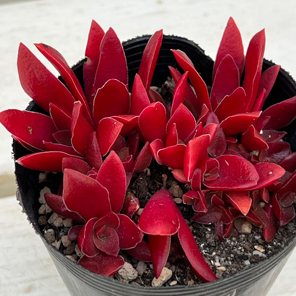 クラッスラ:紅葉祭り(もみじまつり)2.5号ポット