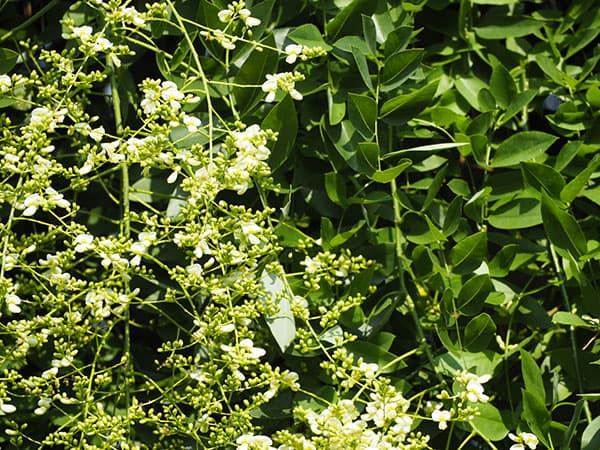 エンジュ:シダレエンジュ6号ポット