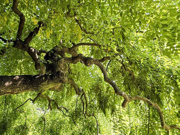 エンジュ:シダレエンジュ6号ポット