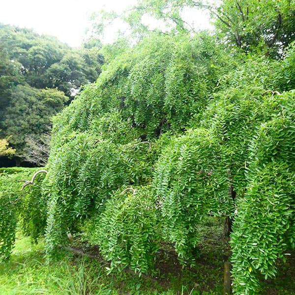 エンジュ:シダレエンジュ6号ポット