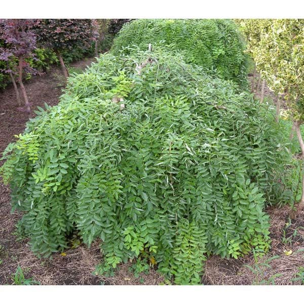 エンジュ:シダレエンジュ6号ポット