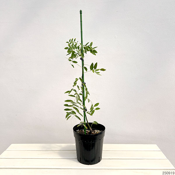 エンジュ:シダレエンジュ6号ポット