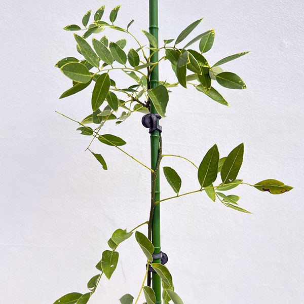 エンジュ:シダレエンジュ6号ポット