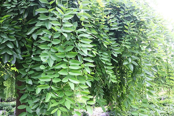 エンジュ:シダレエンジュ6号ポット