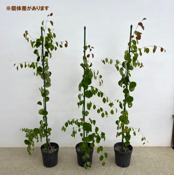 カツラ(桂):シダレカツラ6号ポット