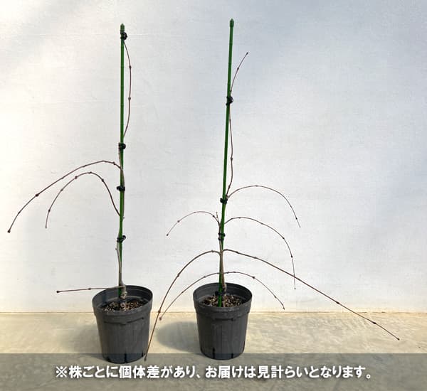 カツラ(桂):シダレカツラ6号ポット