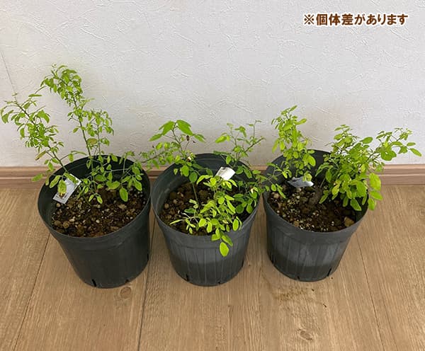 ハギ（萩）：朱金ハギ6号ポット