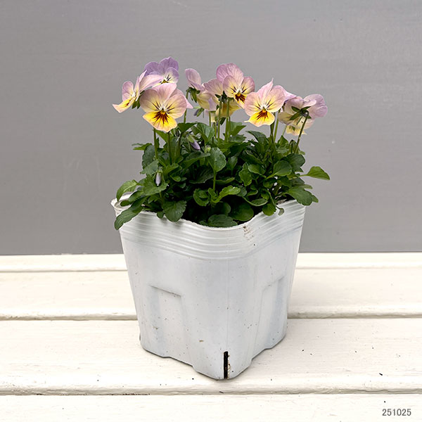 ビオラ:フィオリーナ オーロラ4号ポット