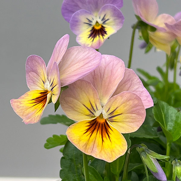 ビオラ:フィオリーナ オーロラ4号ポット