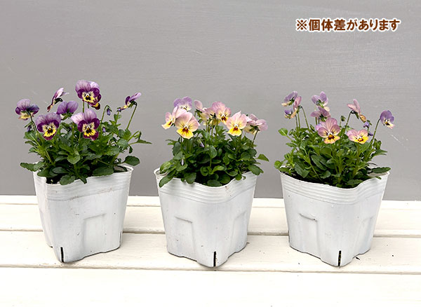 ビオラ:フィオリーナ オーロラ4号ポット