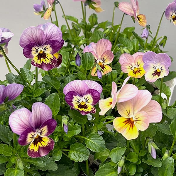 ビオラ:フィオリーナ オーロラ4号ポット