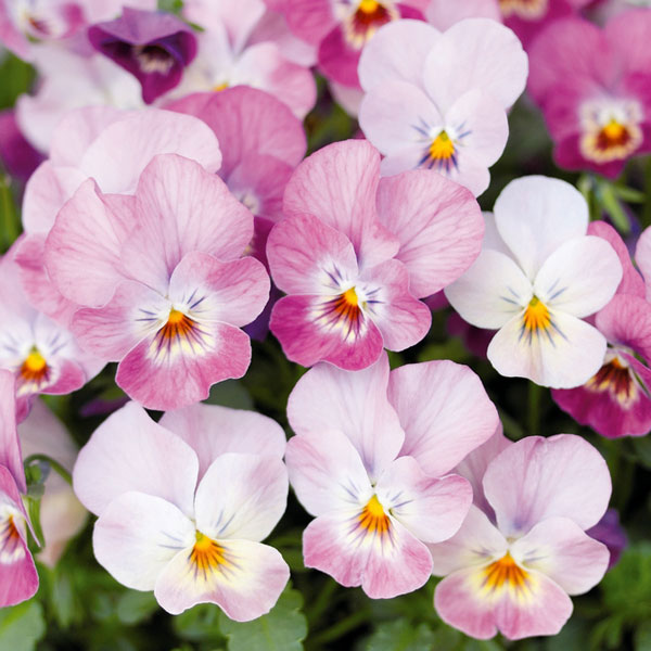 ビオラ:フィオリーナ オーロラ4号ポット