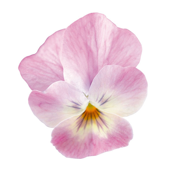 ビオラ:フィオリーナ オーロラ4号ポット