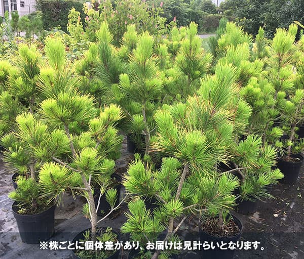 [送料無料]松：黄金黒松（オウゴンクロマツ） 6号ポット