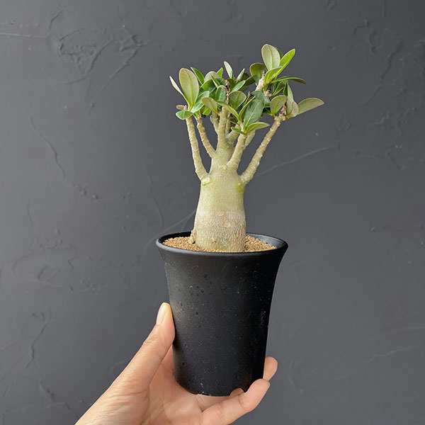アデニウム：アラビカム　3号鉢植え