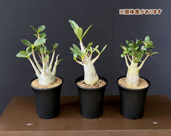 アデニウム：アラビカム　3号鉢植え