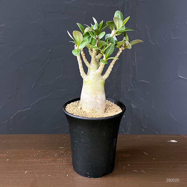 園芸ネット本店｜アデニウム：アラビカム 3号鉢植え の通販【公式】