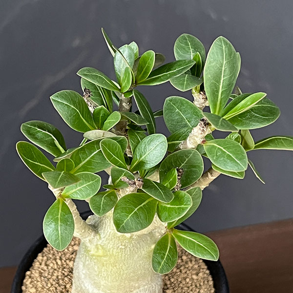 アデニウム：アラビカム　3号鉢植え