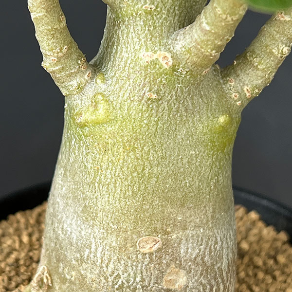 アデニウム：アラビカム　3号鉢植え