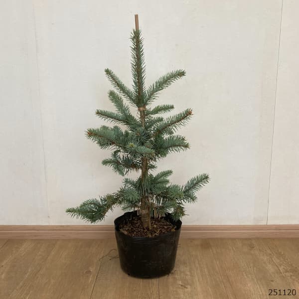 ピセアプンゲンス（プンゲンストウヒ）：コスター7号ポット