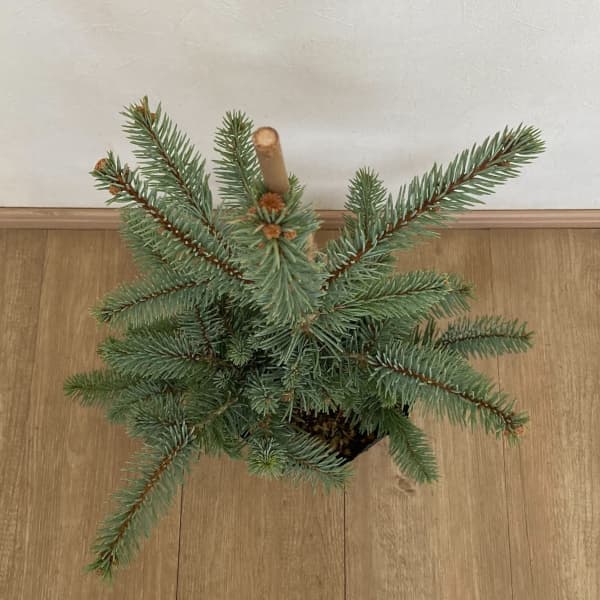 ピセアプンゲンス（プンゲンストウヒ）：コスター7号ポット