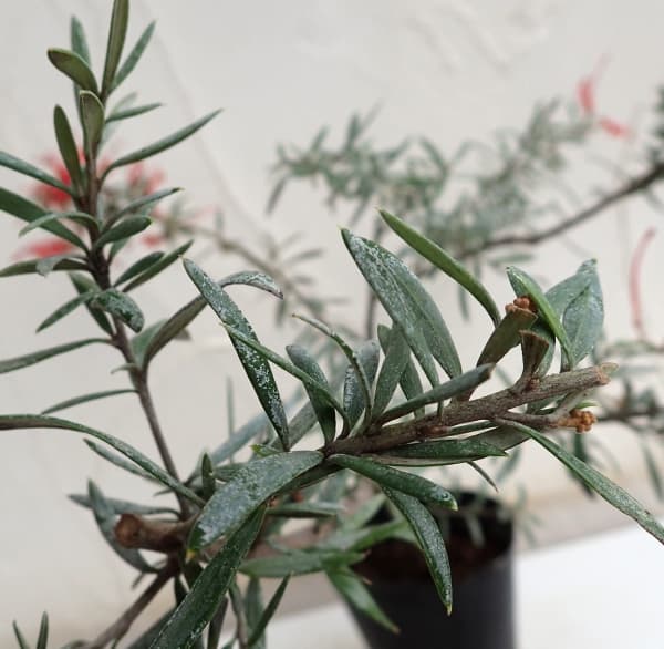 グレビレア:プーリンダクイーン(赤)4.5号ポット