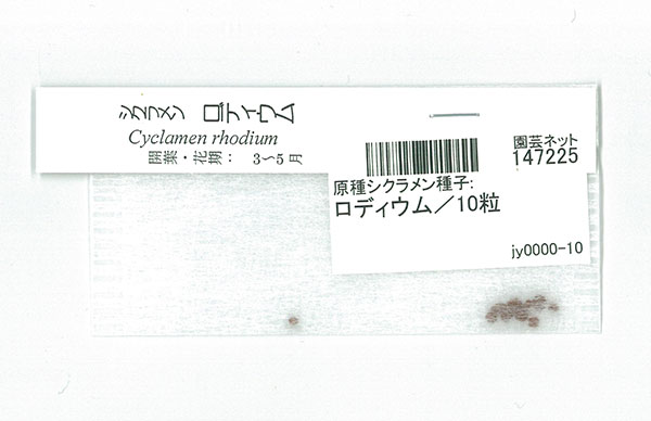 原種シクラメン種子：ロディウム／10粒