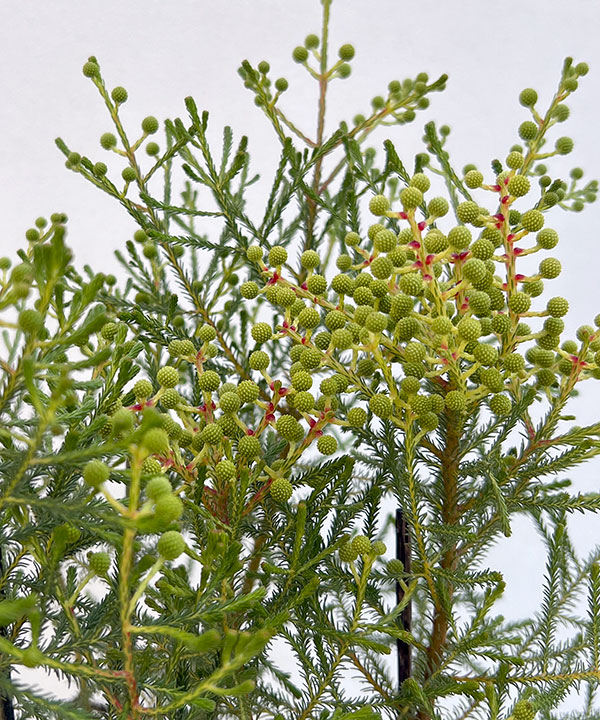 バーゼリア：ピッコロ３号ポット